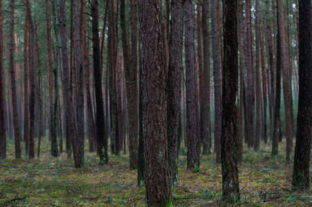 Temperate needleleaf forests, pine forest in Germany, Europe.の写真素材
