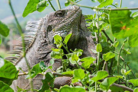 Iguana in green leaves roof, South America, Ecuador.の写真素材