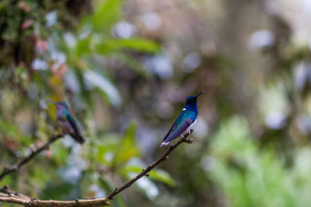 Blue Hummingbird (Trochilidae) sits on a branch, cloud forest, Ecuador.の写真素材