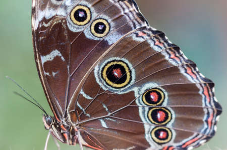 Blue Morpho, Morpho granadensis sitting on a leaf.