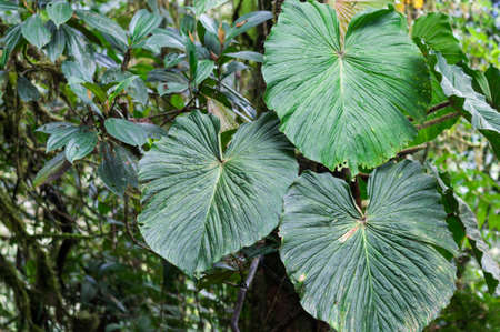 Floral background in tropical rainforest in Ecuador.