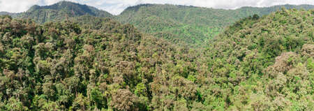 Panorama of tropical rainforest in Ecuador.