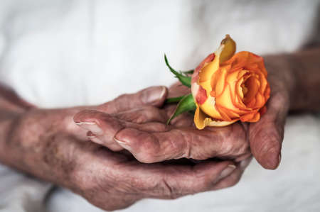 Old women hands hold a yellow rose.の写真素材