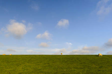 German North Sea region, sheeps on a dike.