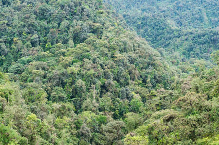 Tropical rainforest in Ecuador.