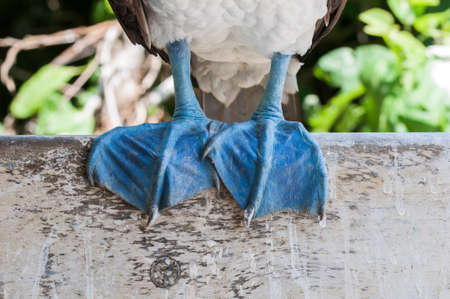 Feet of a blue-footed booby, Sula nebouxii, with copy space.の写真素材