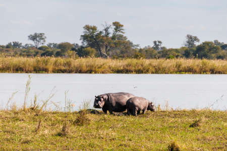 Hippos at the Okavango River, Namibia Southern Africa.の写真素材