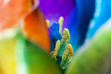 Floral background, close up of a tulip flower with selective focus.の写真素材