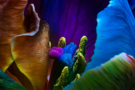 Floral background, close up of a tulip flower with selective focus.の写真素材