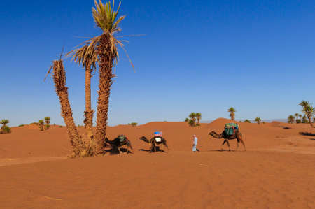Camel caravan with palm trees and sand dunes in the Sahara, Morocco, Africa.の写真素材
