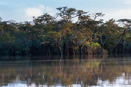 Trees with bromeliads in the nature reserve Cuyabeno, Amazonia, Oriente, Ecuador.