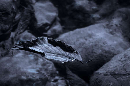 Dark blue nature background from a leaf floating in water.の写真素材