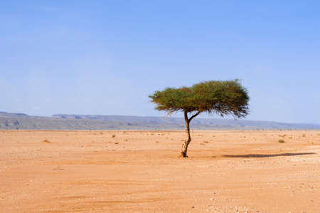 Single tree, acacia, in the Sahara, near the Lac Iriki salt lake, Morocco, Africa.の写真素材