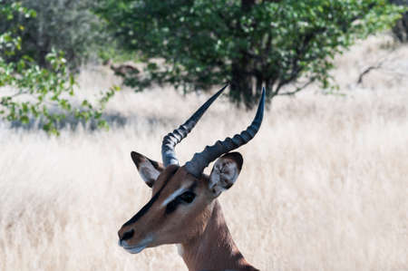 Portrait of an antelope, blackfaced impala in the Etosha National Park.の写真素材