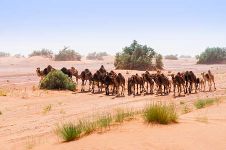 Herd of camels in the Sahara in the sandstorm, Morocco, Africa.の写真素材