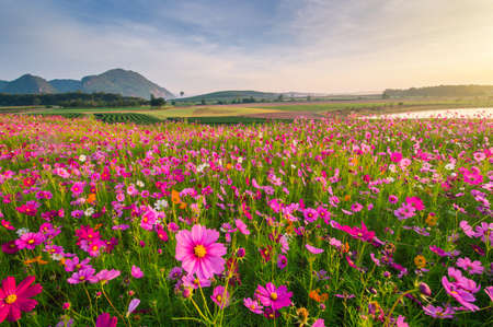 Boon Rawd farm Cosmos flowers 
