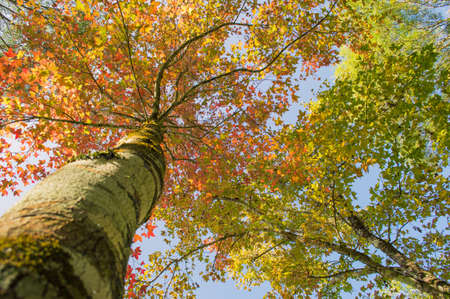 mapleの写真素材