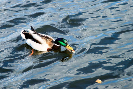 The duck eats bread in river