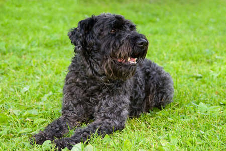 black dog kerry blue terrier breathes on the grassの写真素材