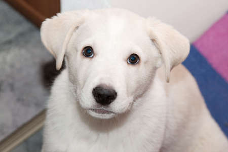 Labrador retriever Puppy looks upwardsの写真素材