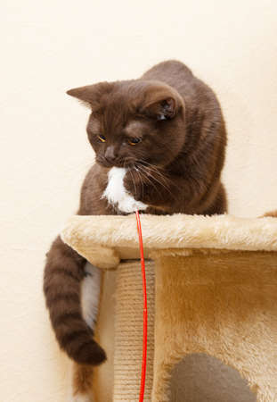 Cat British Shorthair playsの写真素材