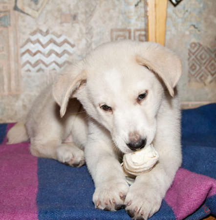 Dog eating bone. Golden retriever puppy  bite a bone