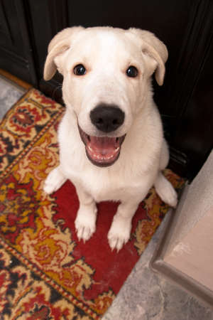 happy clever dog looks up. labrador