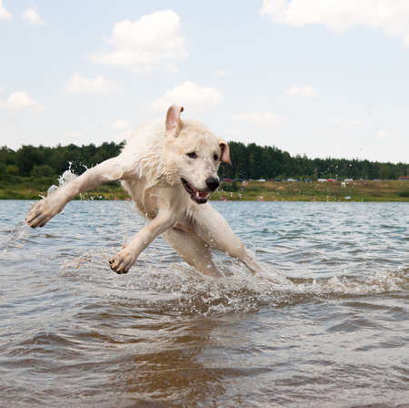 Dog jumping in the water. Labrador is playing