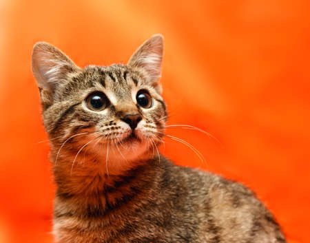 Close up of tabby cat on orange backgroundの写真素材