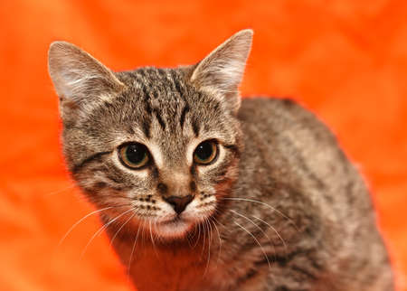 Close up of tabby cat on orange backgroundの写真素材
