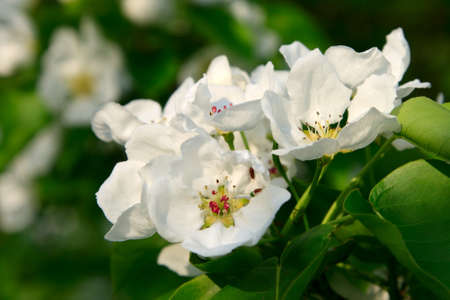Spring. Apple-tree flower on green background