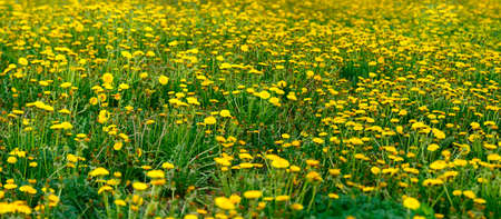 Spring. Field of Blooming dandelions  の写真素材