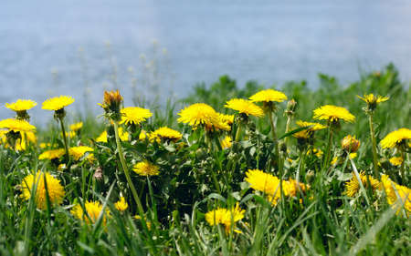 Dandelions on a meadow. Summer backgroundの写真素材