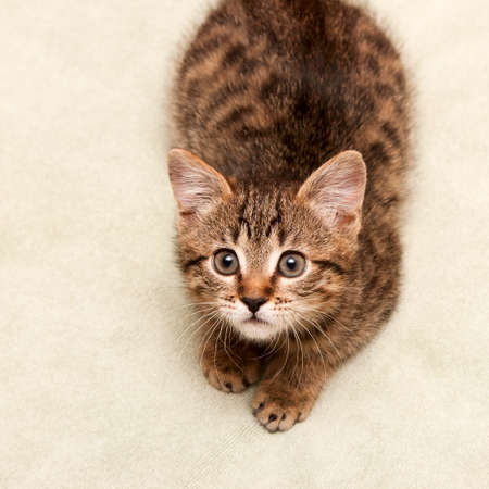 Tabby cat lying on bedの写真素材