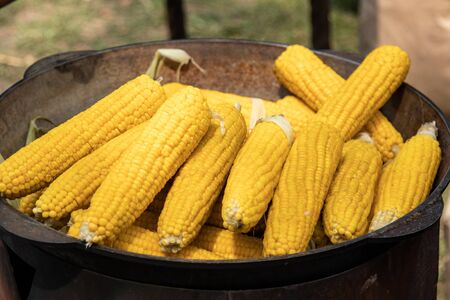 Yellow corn which is cooked in a big boiler on an open flame . street food festival