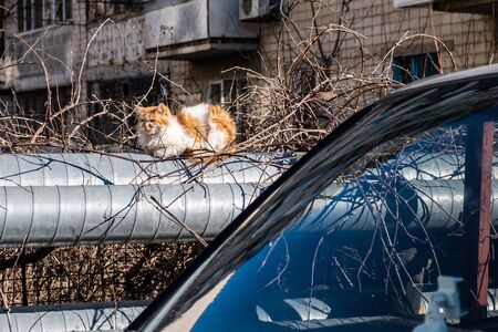 Homeless old red cat sitting on water pipes.の写真素材