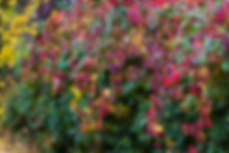 Autumn colorful natural bokeh for background or backdrop.の写真素材