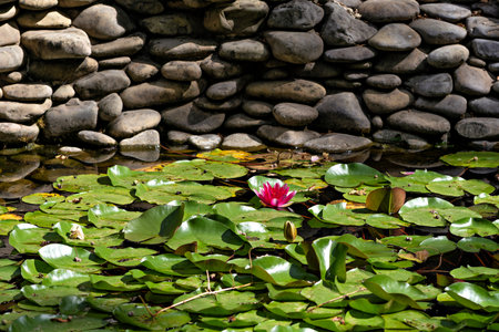 A pond with a lily pad and a pink flowerの写真素材