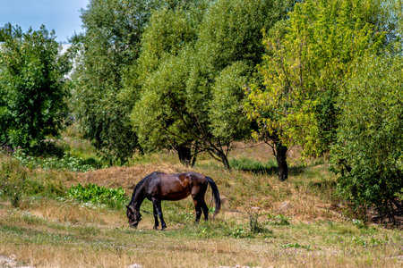 A horse grazing in a grassy field with trees in the background.の写真素材