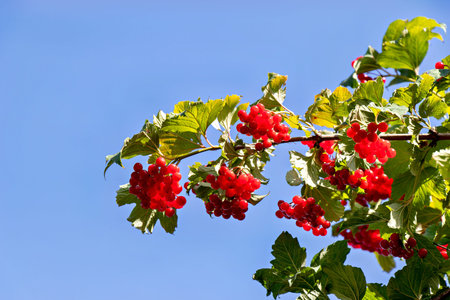 A close-up of a tree branch with red berries and green leaves against a clear blue sky..の写真素材
