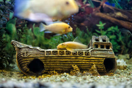 Beautiful yellow fishes float in a glass aquarium