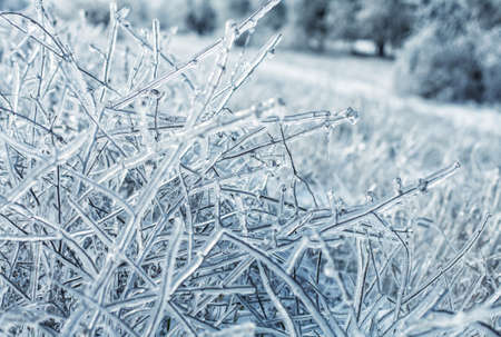 winter nature with icy branches