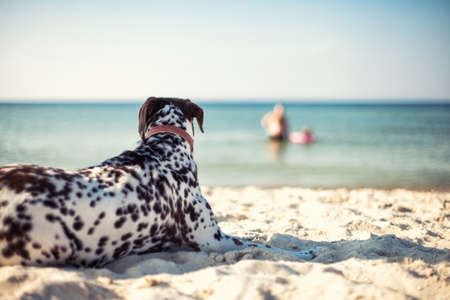 The beautiful dog lies on sand near the seaの写真素材