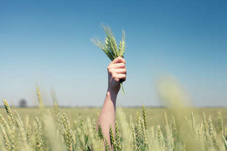 Hand with ears wheat in a green fieldの写真素材