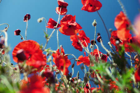 Field with beautiful blossoming red poppies