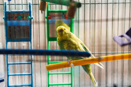 The yellow-green parrot sits on the perch.の写真素材