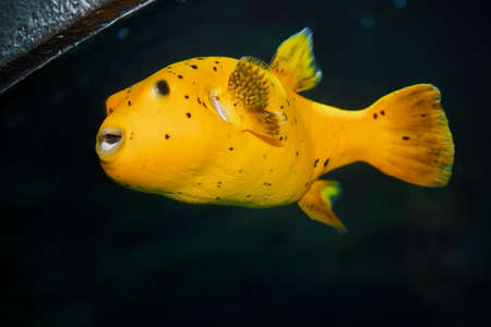 A mad fish swims in an aquarium. Beautiful little yellow fish.の写真素材