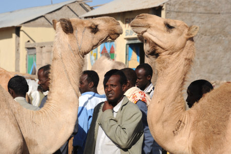  The livestock marketのeditorial素材