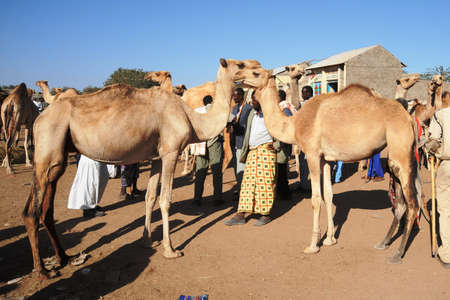 The livestock marketの写真素材