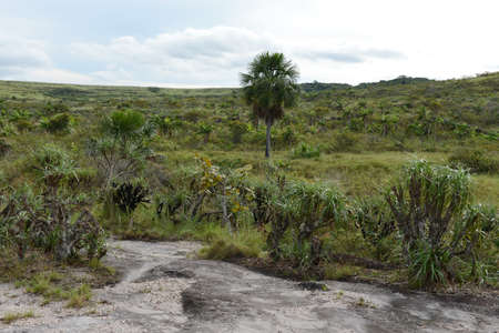 Surrounding the river Guayabero